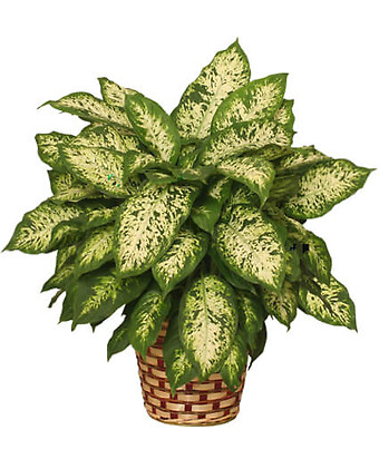 Dumb Cane Plant