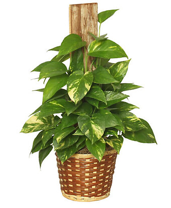 Golden Pothos Plant