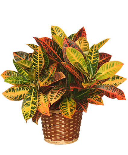 Croton Plant Basket