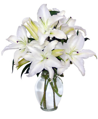 Casa Blanca Lilies