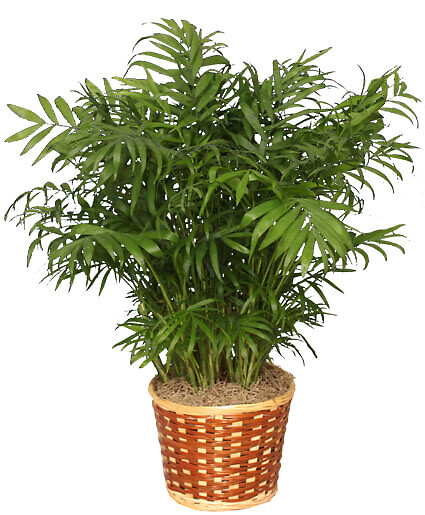 Parlor Palm Plant