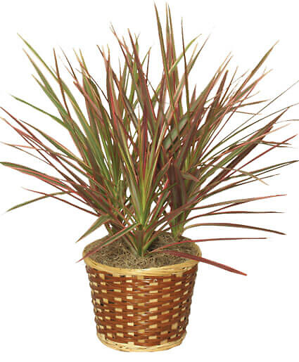 Red Margined Dracaena