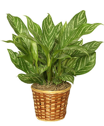 Chinese Evergreen Plant